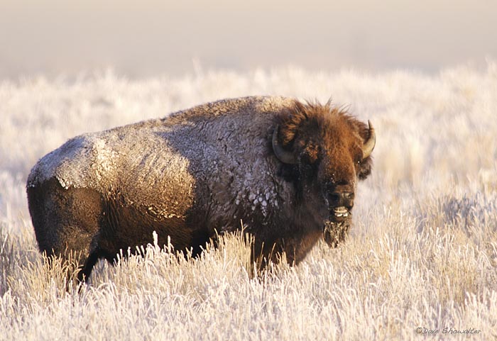 A bull bison is covered with frost in a landscape of hoar frost. The temperature was zero degrees the day after Christmas. Bos...